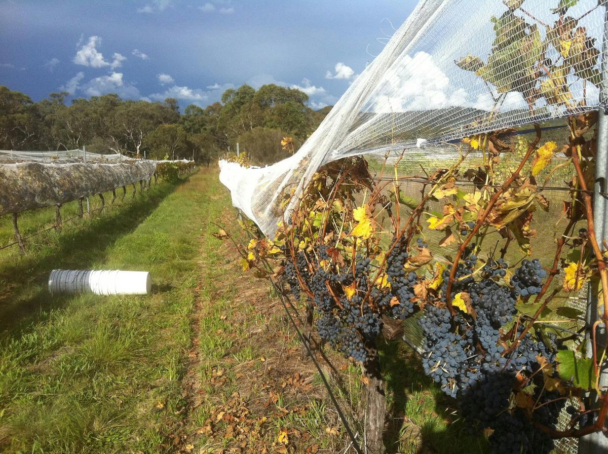 red wine harvest at Kominos wines