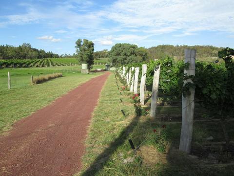 Just Red Wines