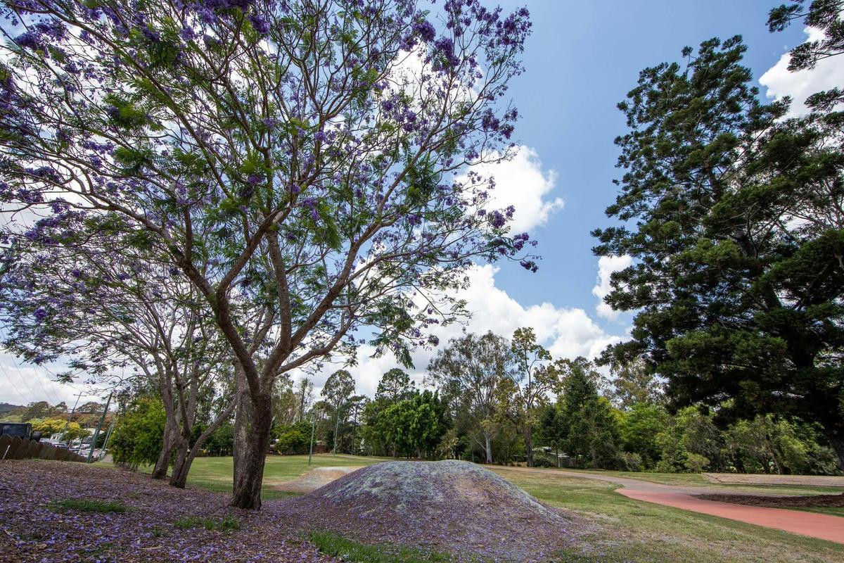 Pretty purple flowers covering the grass in John Scott Park