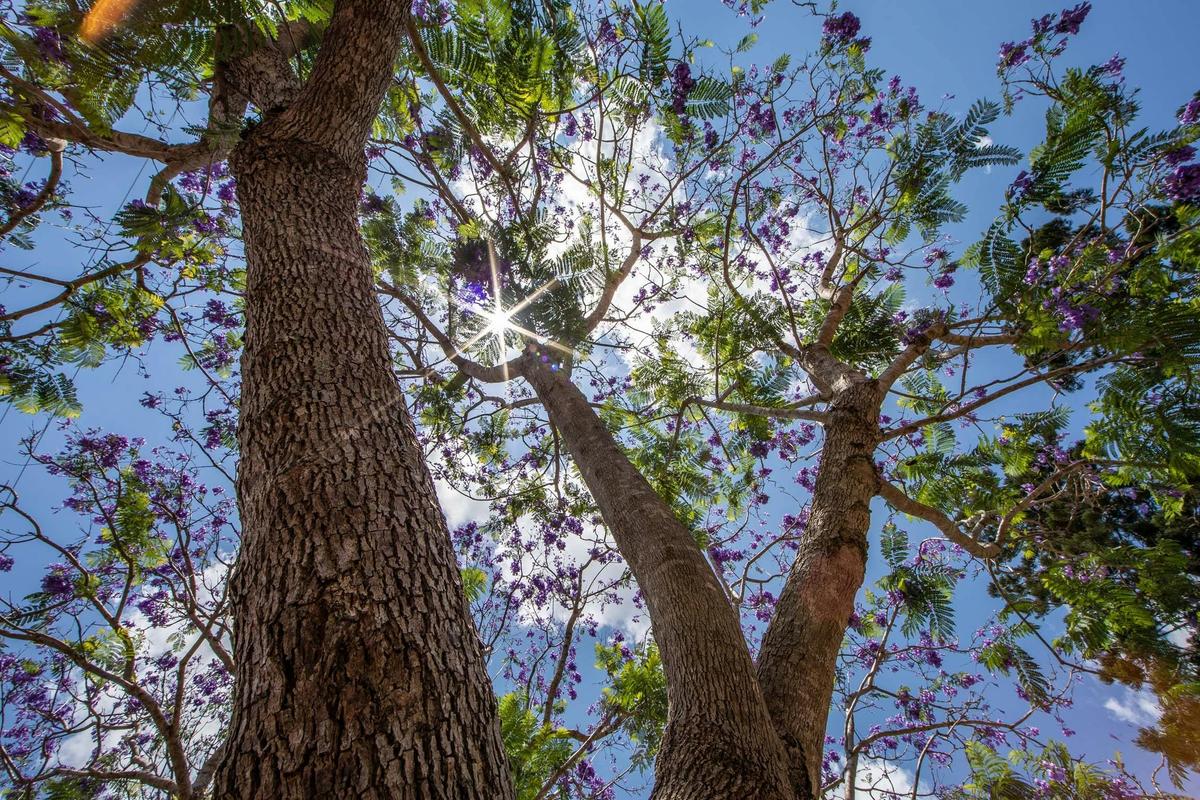 Sun shining through the Jacaranda Trees