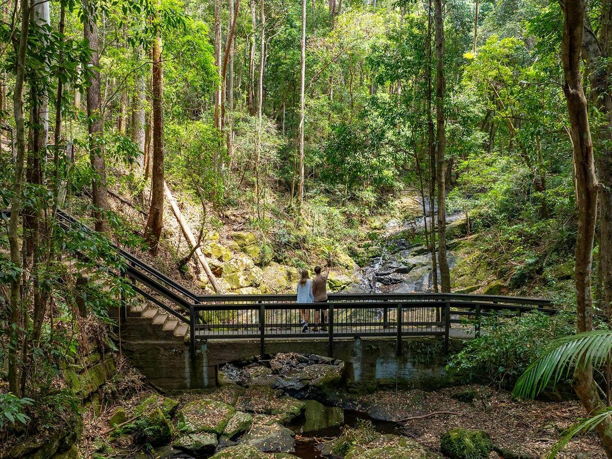 Kondalilla Falls Walk