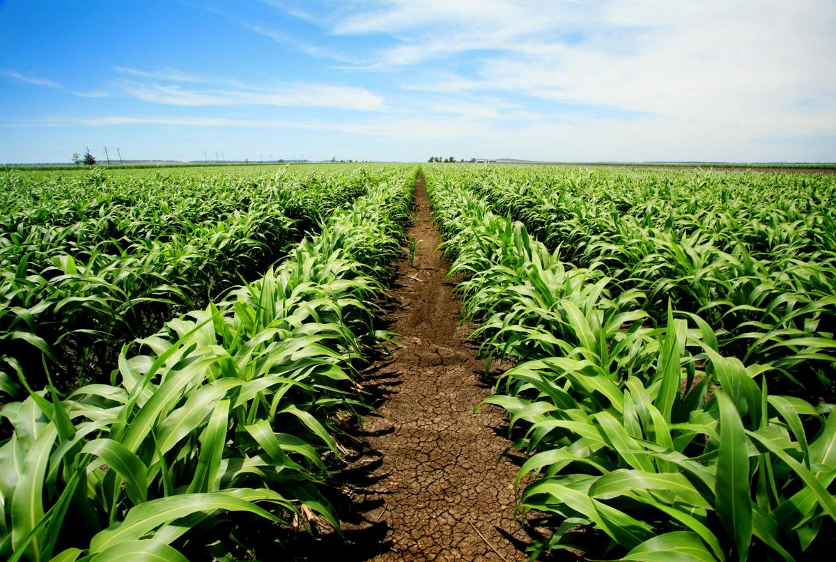 Farming, Western Downs