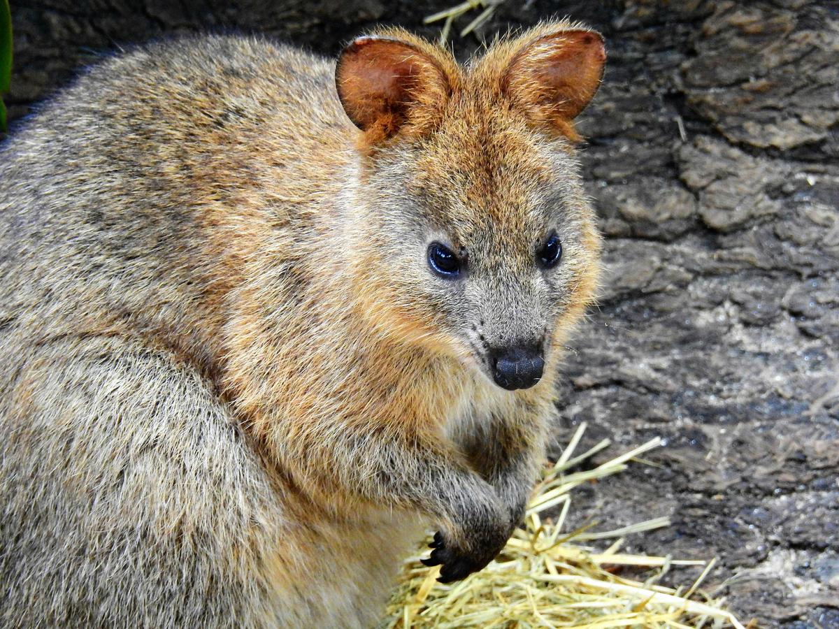 Cute Quokka