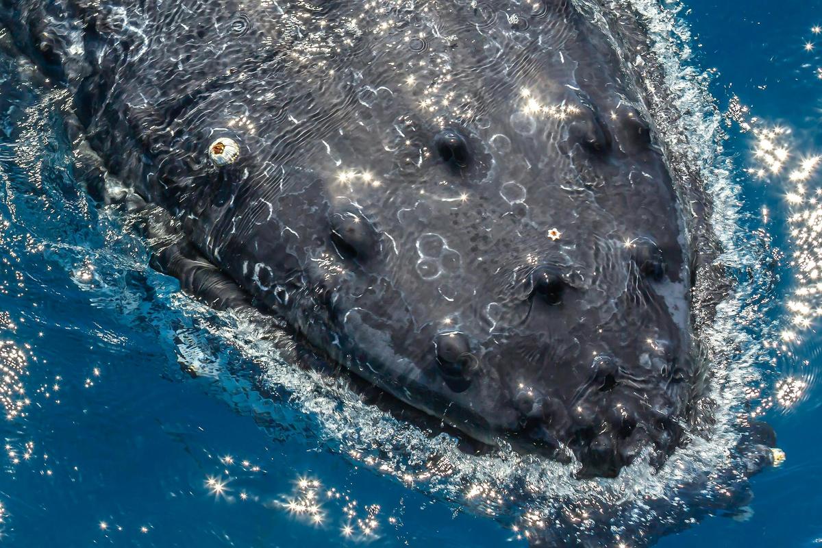 Whale Watching Tour Bundaberg