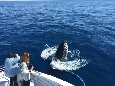 Whale Watching Tour Bundaberg