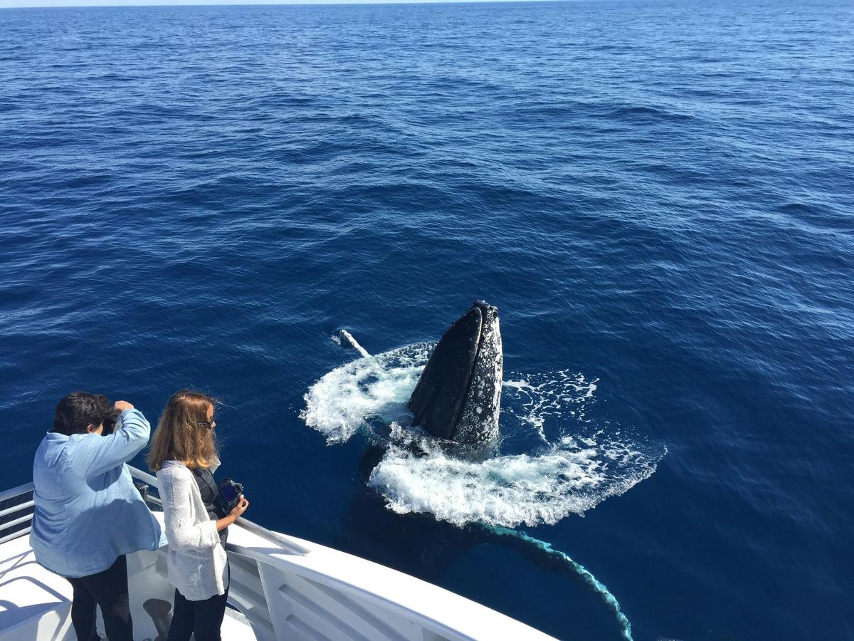 Whale Watching Tour Bundaberg