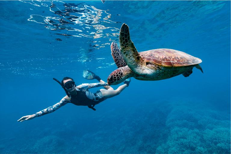 Swimming-with-Turtles