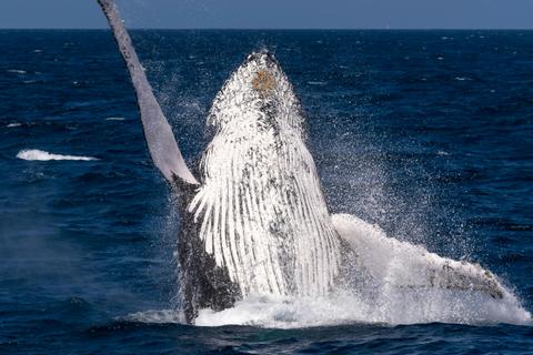 Whale Watching Tour Bundaberg