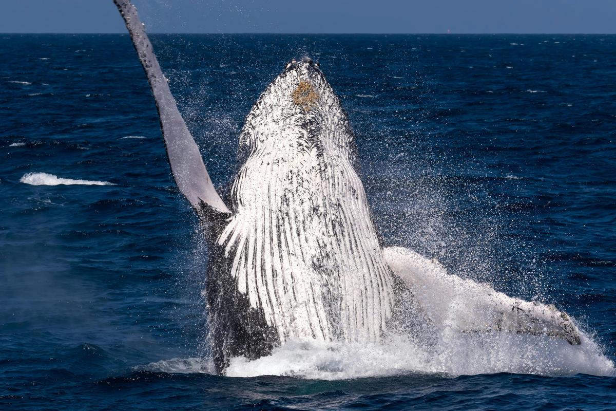 Whale Watching Tour Bundaberg