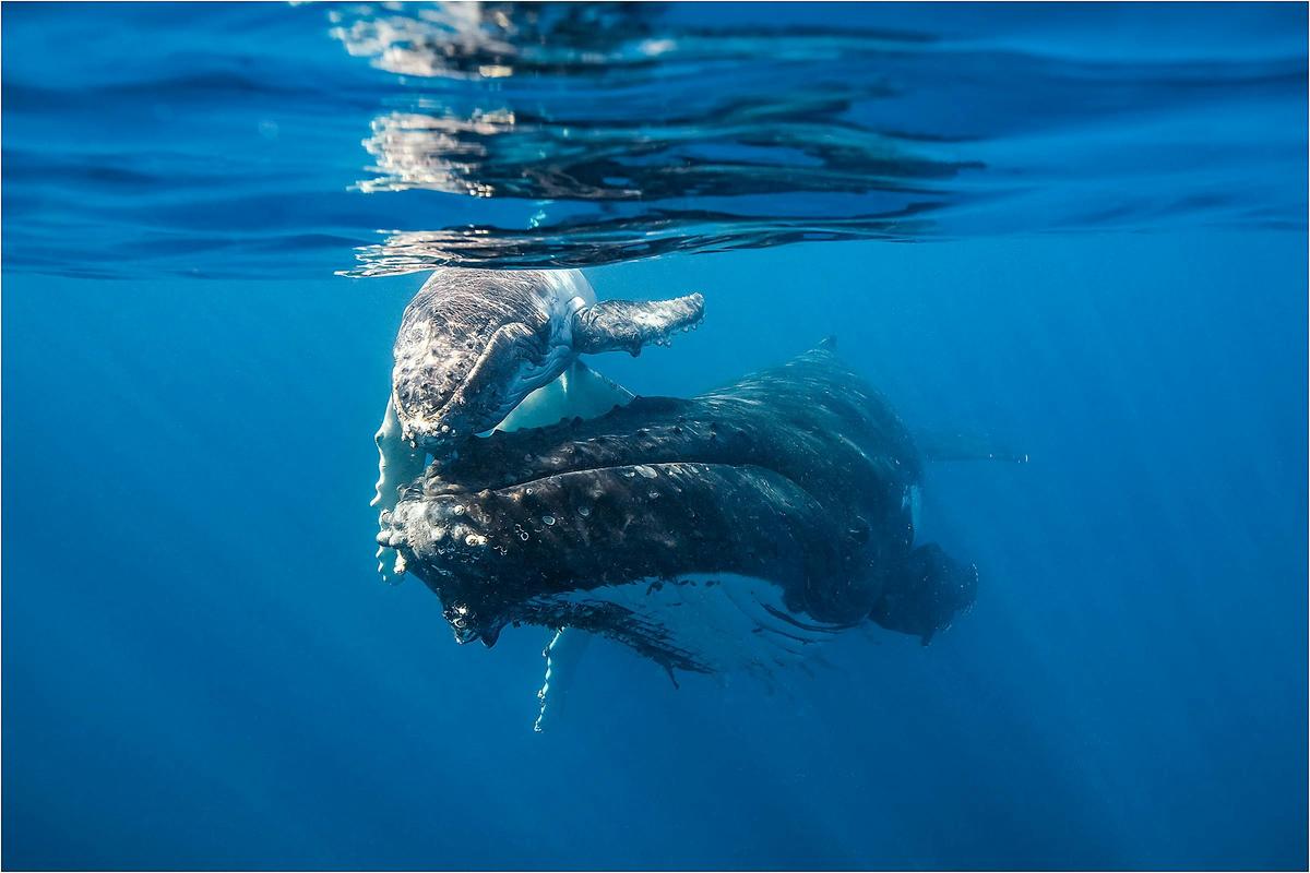 Whale Watching Tour Bundaberg
