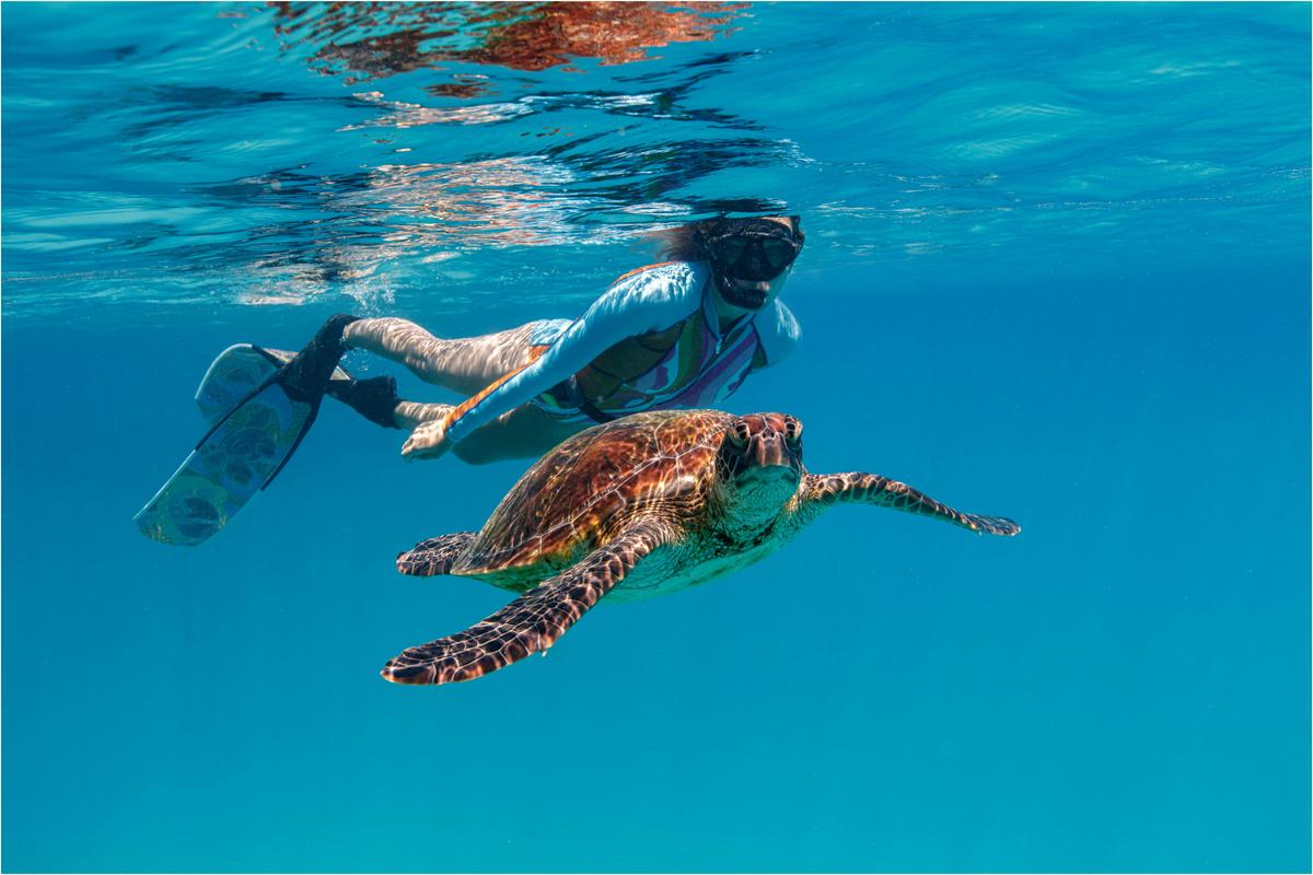 Lady Musgrave Island Day Tour