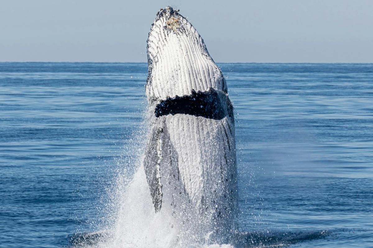 Whale Watching Tour Bundaberg