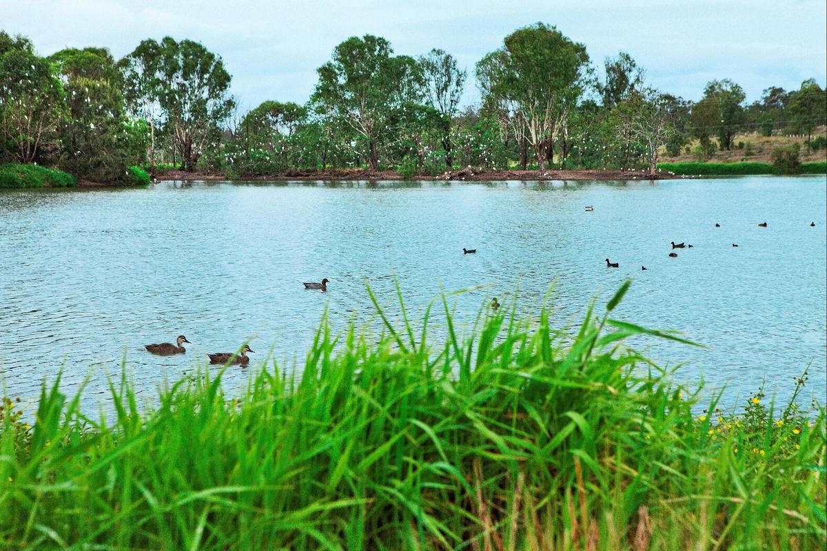 Birdwatching at Lake Apex