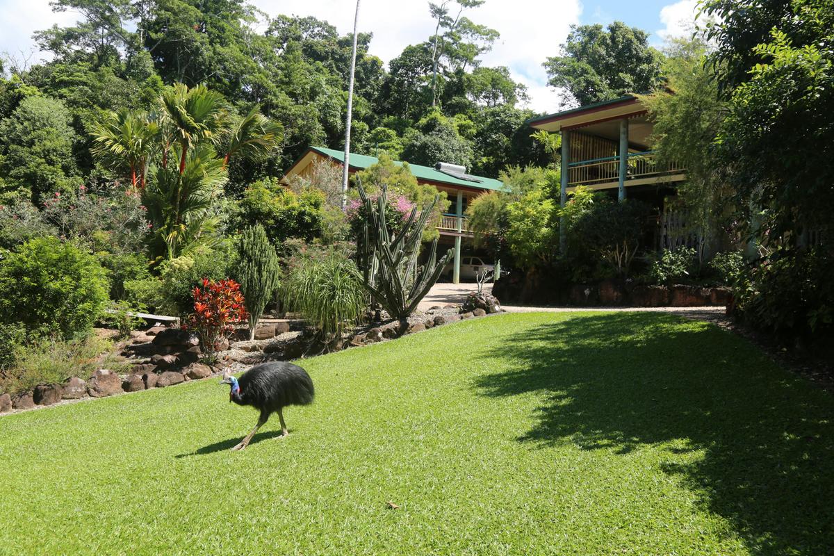 Cassowary
