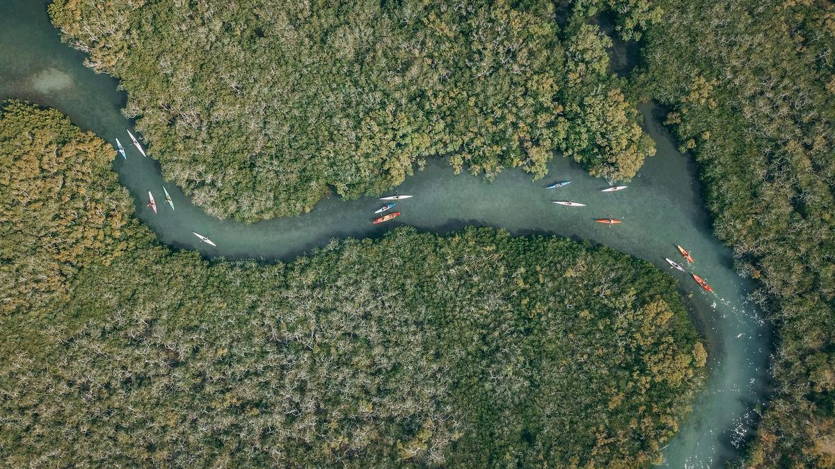 Paddle through Mangroves