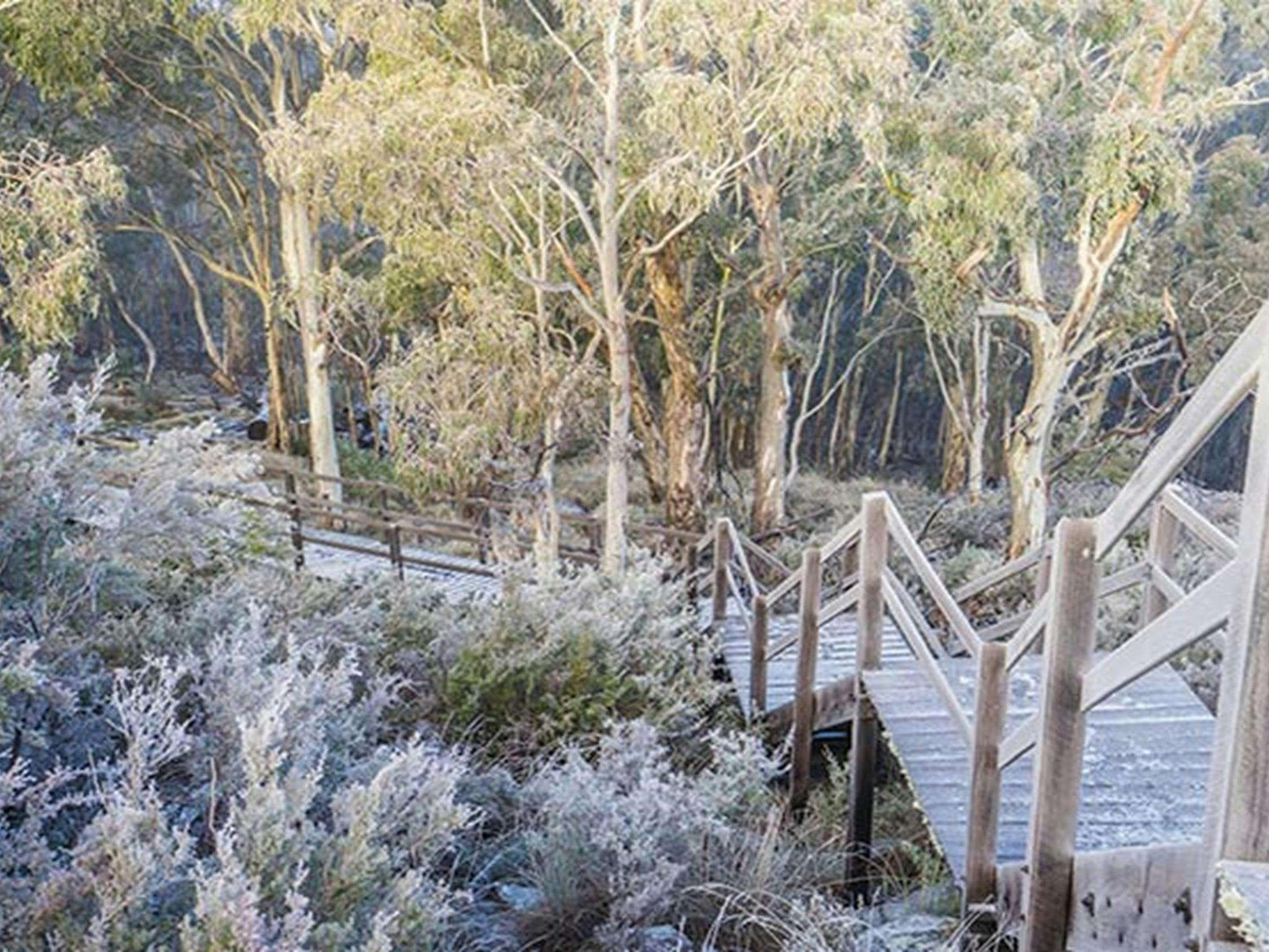 Timber walkway leading to Mount Kaputar Summit lookout. Photo: Simone Cottrell/OEH
