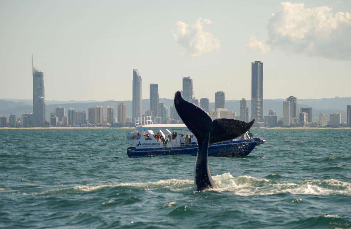 Gold Coast Whale Watching