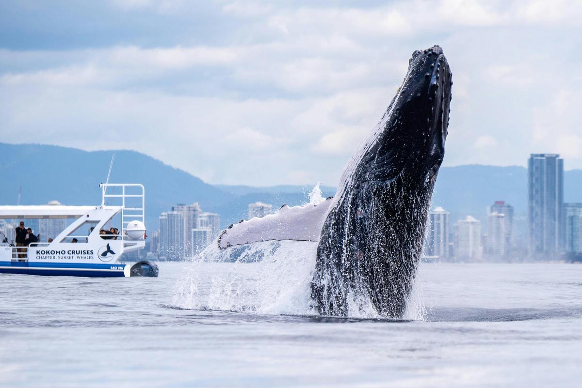 Gold Coast Whale Watching