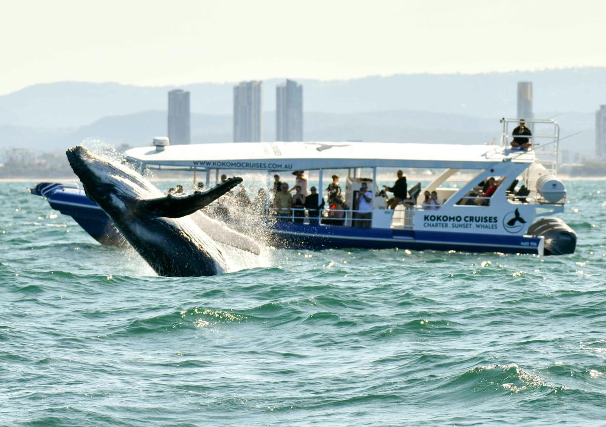 Front Row to Breaching Whales