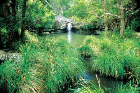 Kondalilla National Park