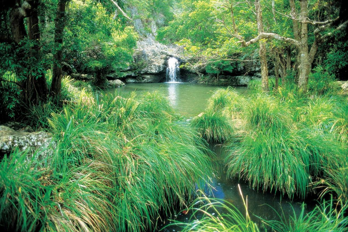 Kondalilla Falls Circuit, Kondalilla National Park