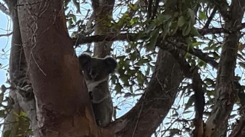 Koala Creek Camping