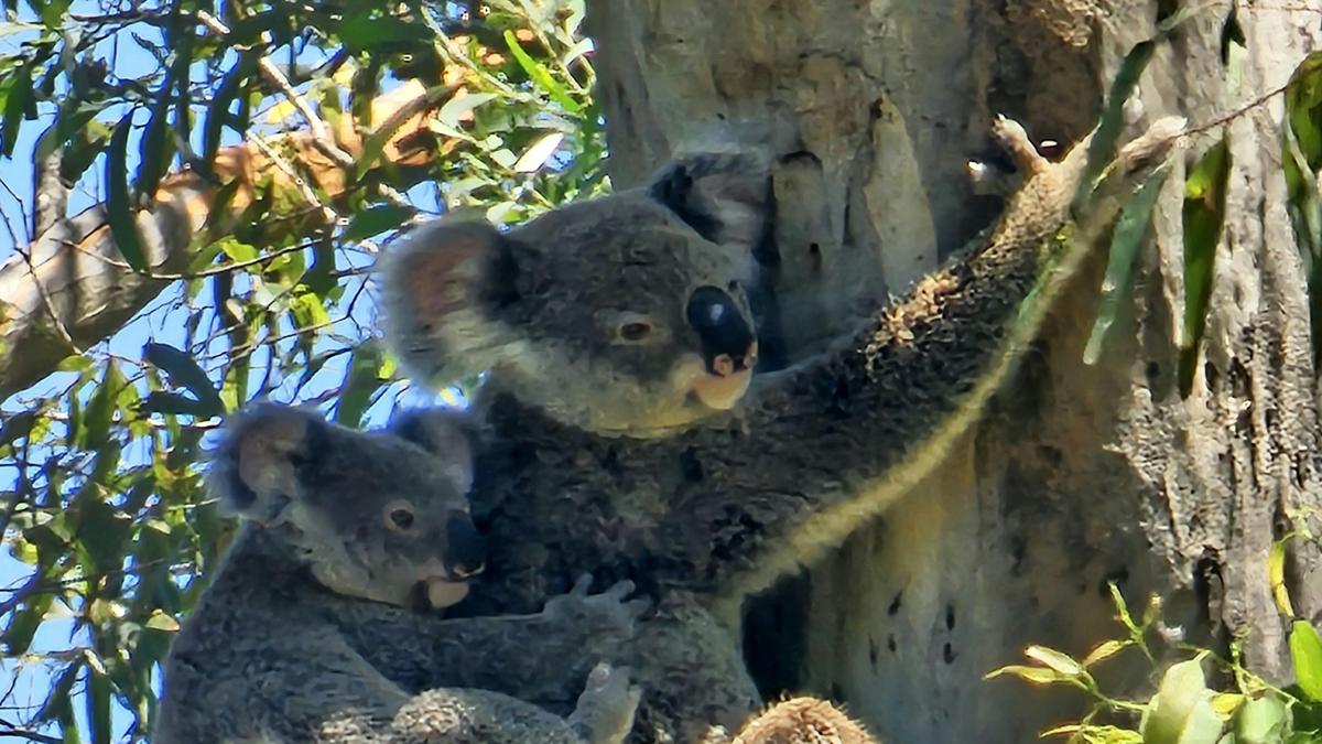 Koala Creek Camping
