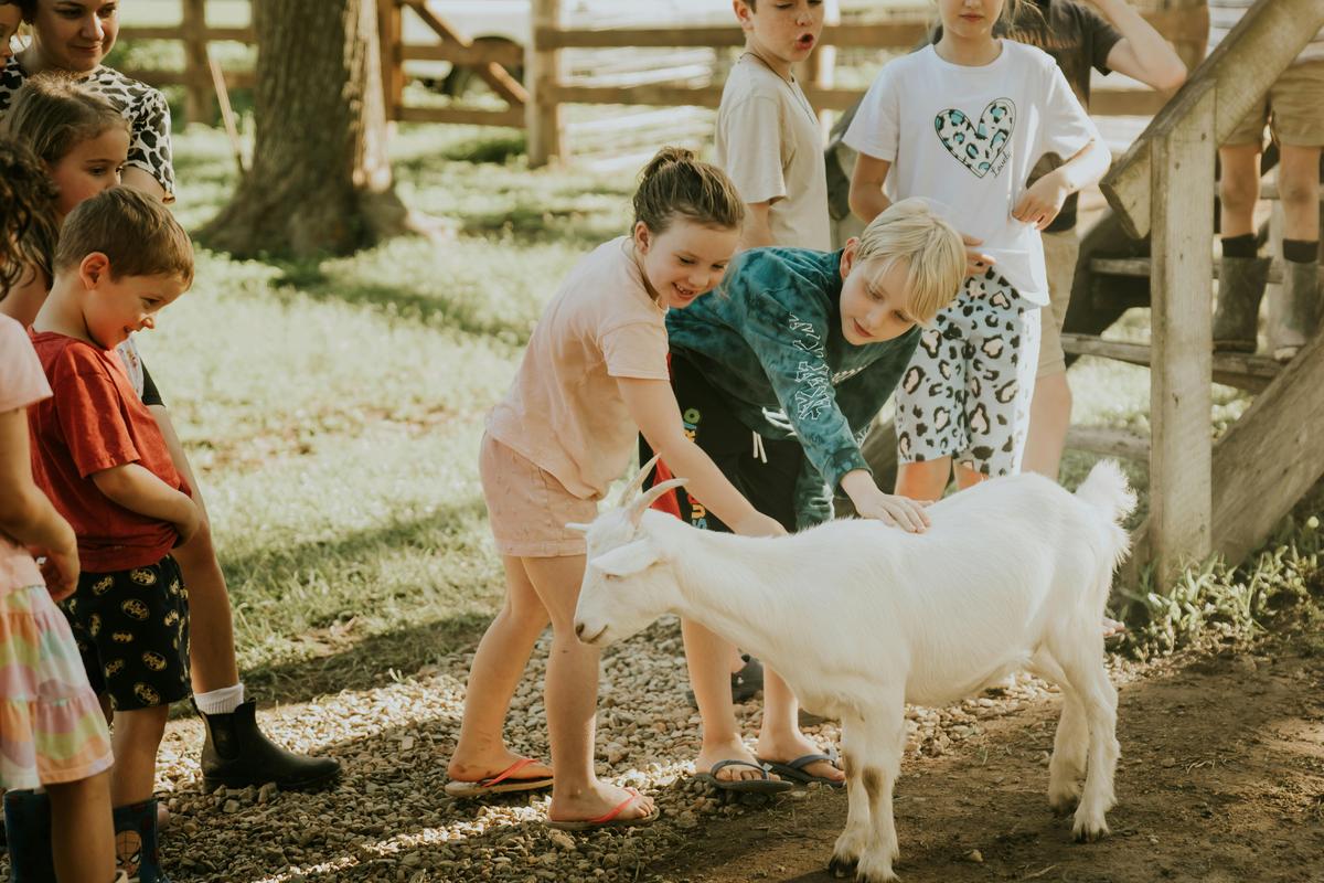 Meet the rescue animals
