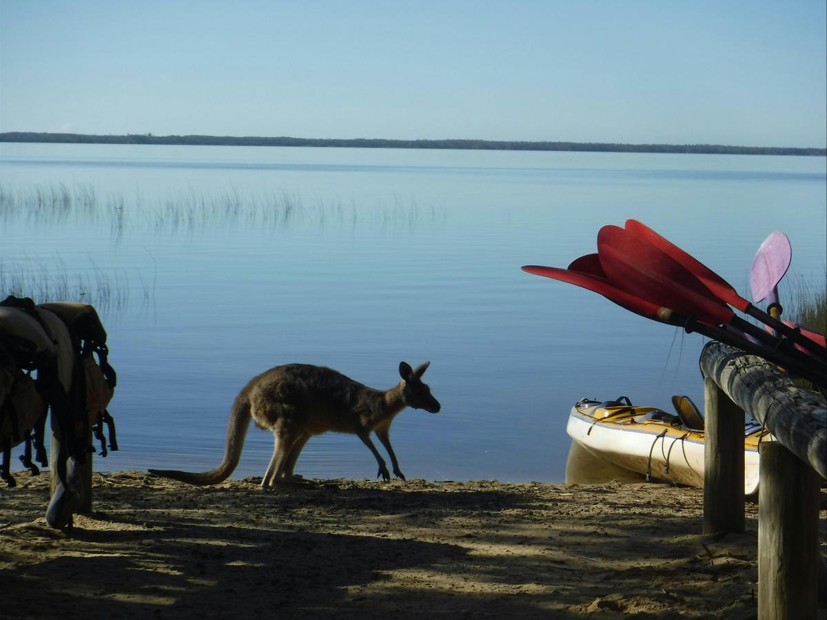 Visiting kangaroo