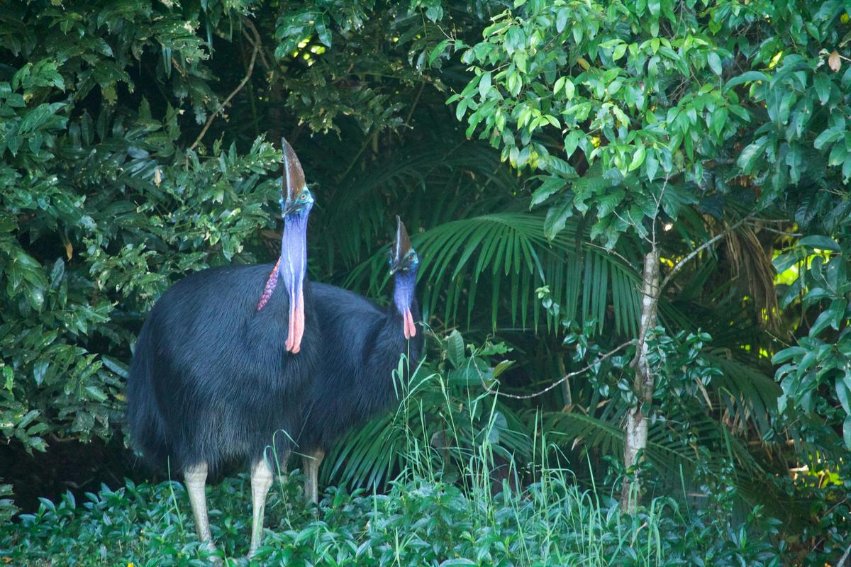 Elvis & Priscilla the cassowaries