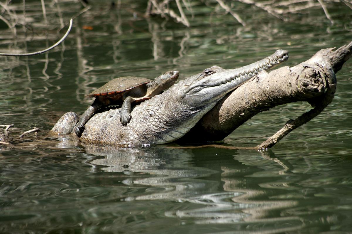 Turtle riding a freshwater crocodile photographed from the Kuranda Riverboat