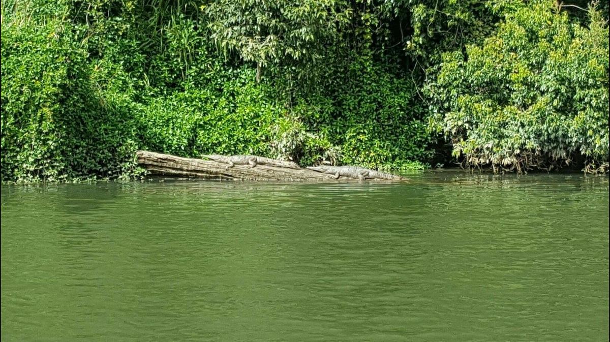 Kuranda Riverboat Wet Tropics Rainforest Cruise