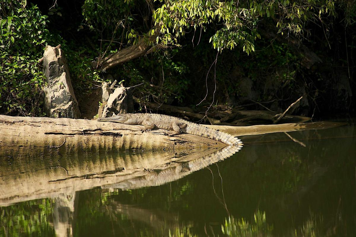 Kuranda Riverboat Wet Tropics Rainforest Cruise
