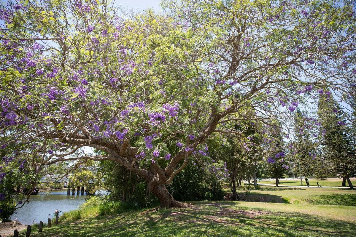 Jacaranda Tree in full Bloom