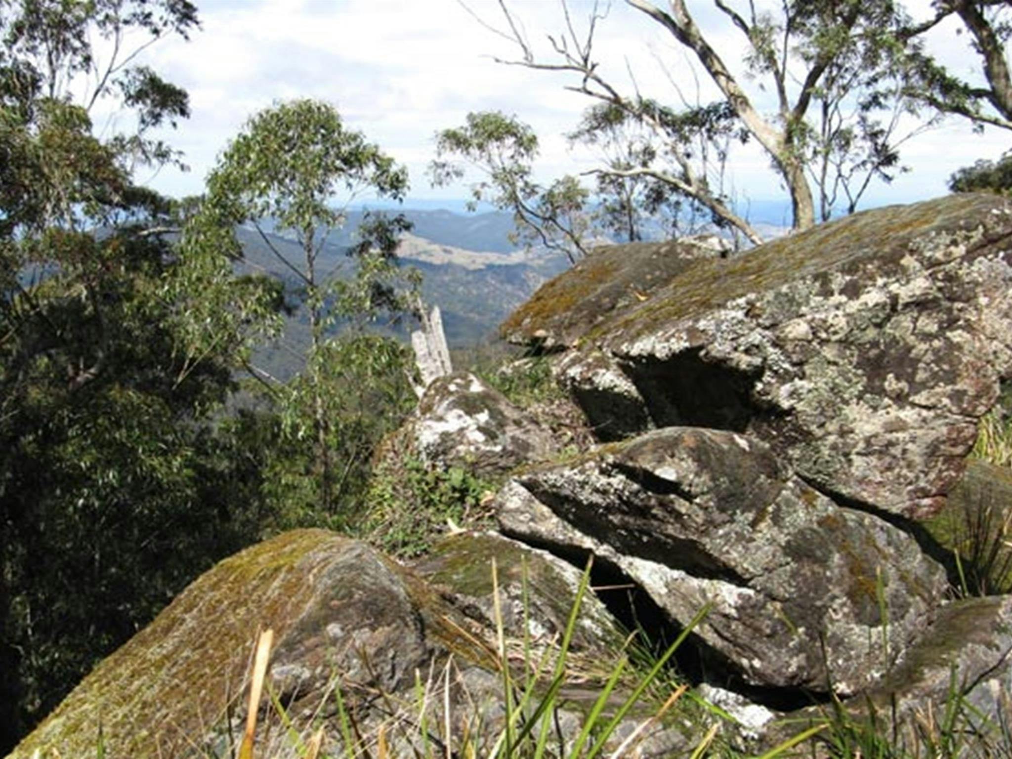 Pieries Peak walking track, Mount Royal National Park. Photo: Susan Davis/OEH