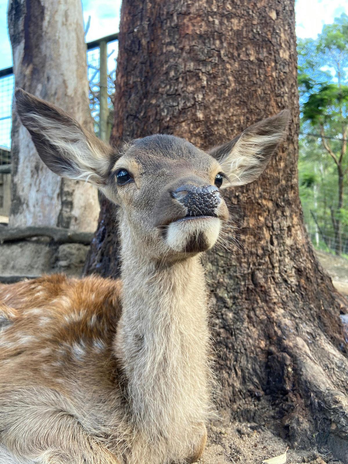 Spotty deer red deer fawn Australia