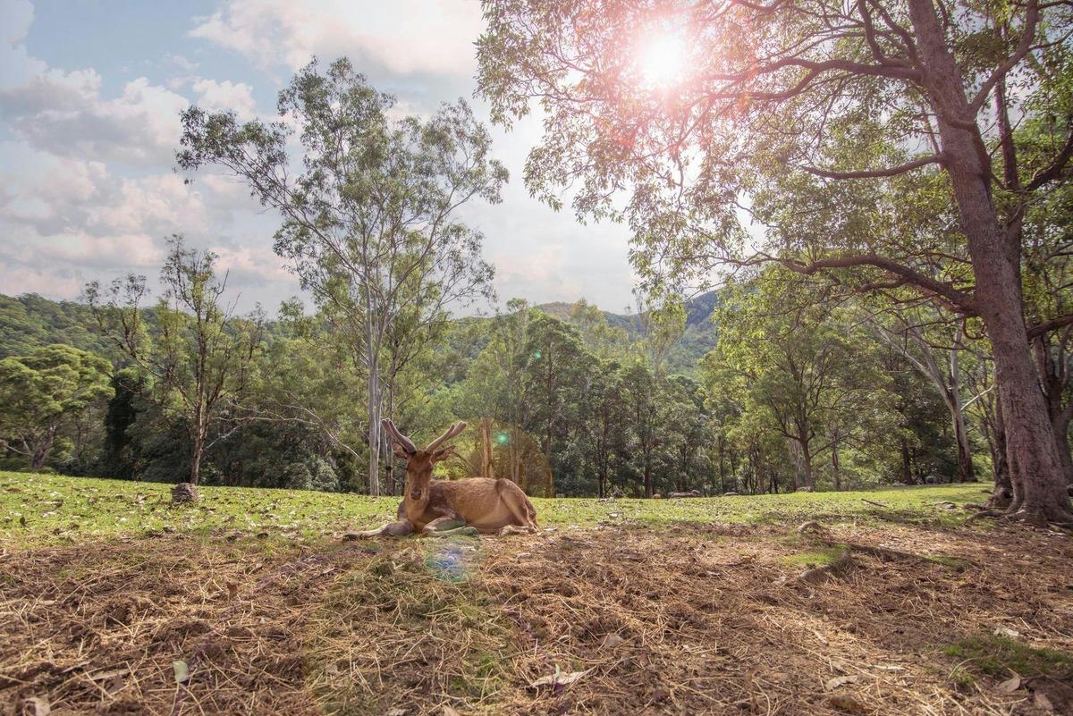 Enjoy the peace and beauty of the deer up close