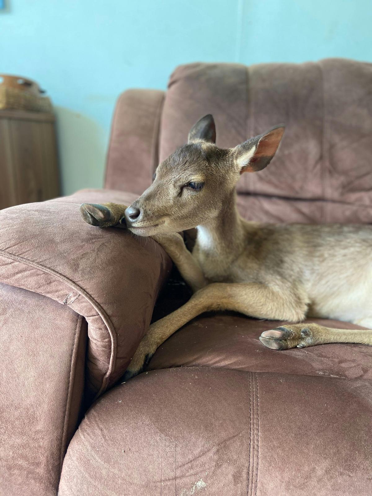 Deer relaxing on lounge chair