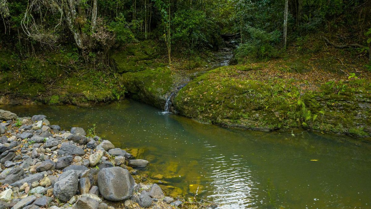 Lacrana by the Creek
