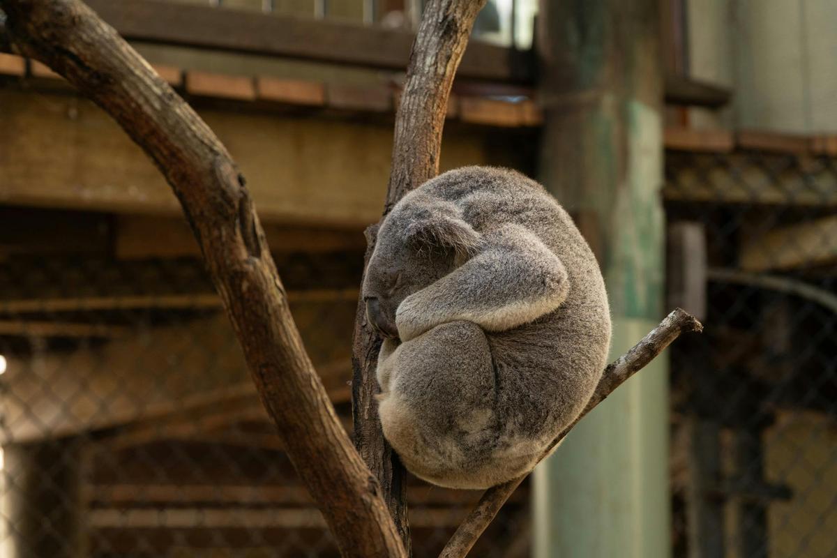Koala Xperience Tours