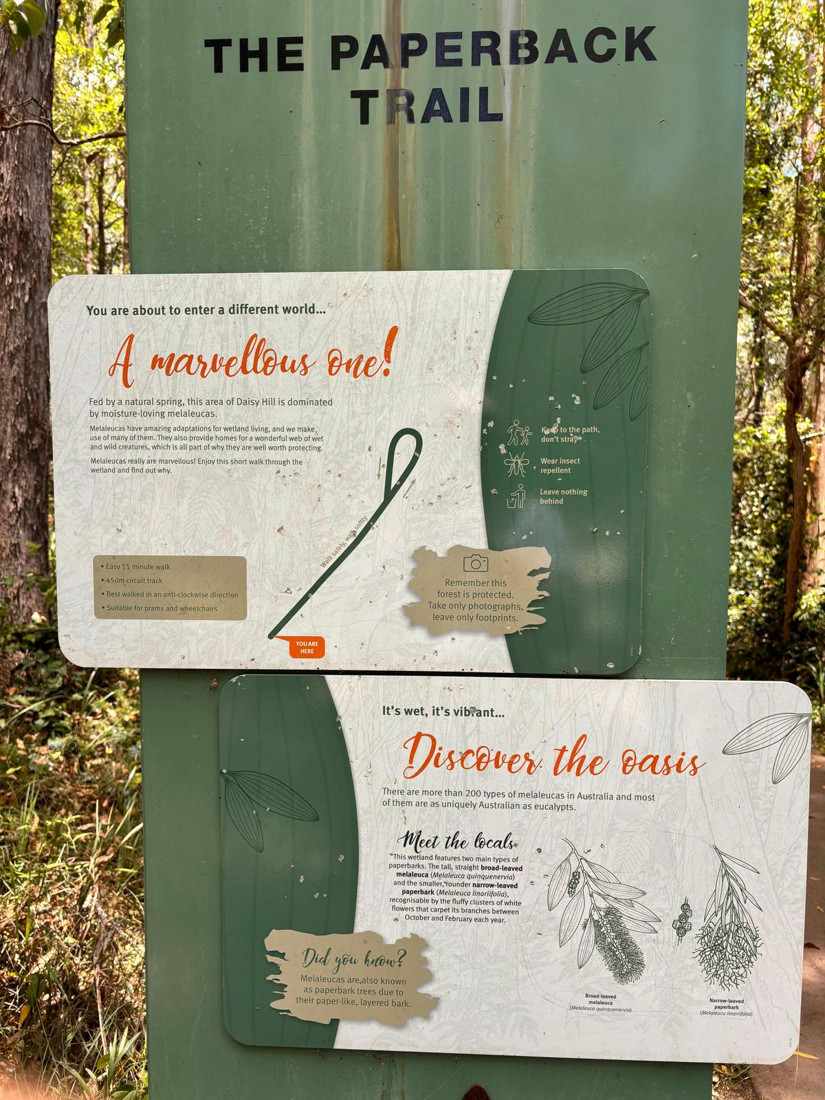 Half Day Koala Tour