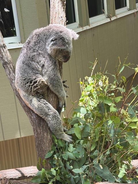 Half Day Koala Tour