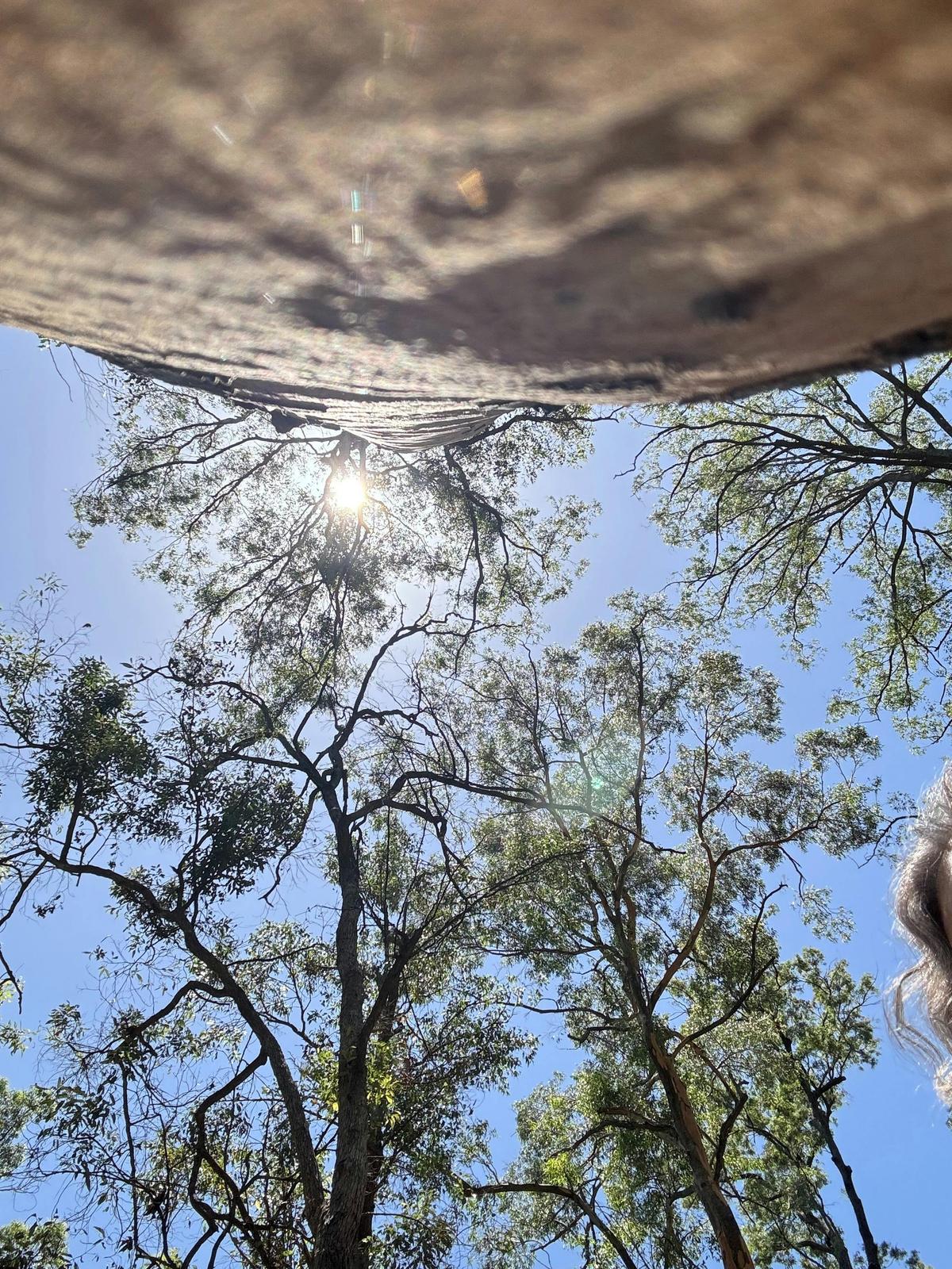 Half Day Koala Tour