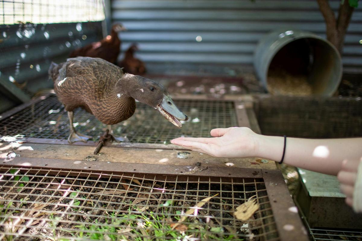 cute duck eating