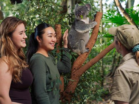 Lone Pine Koala Sanctuary