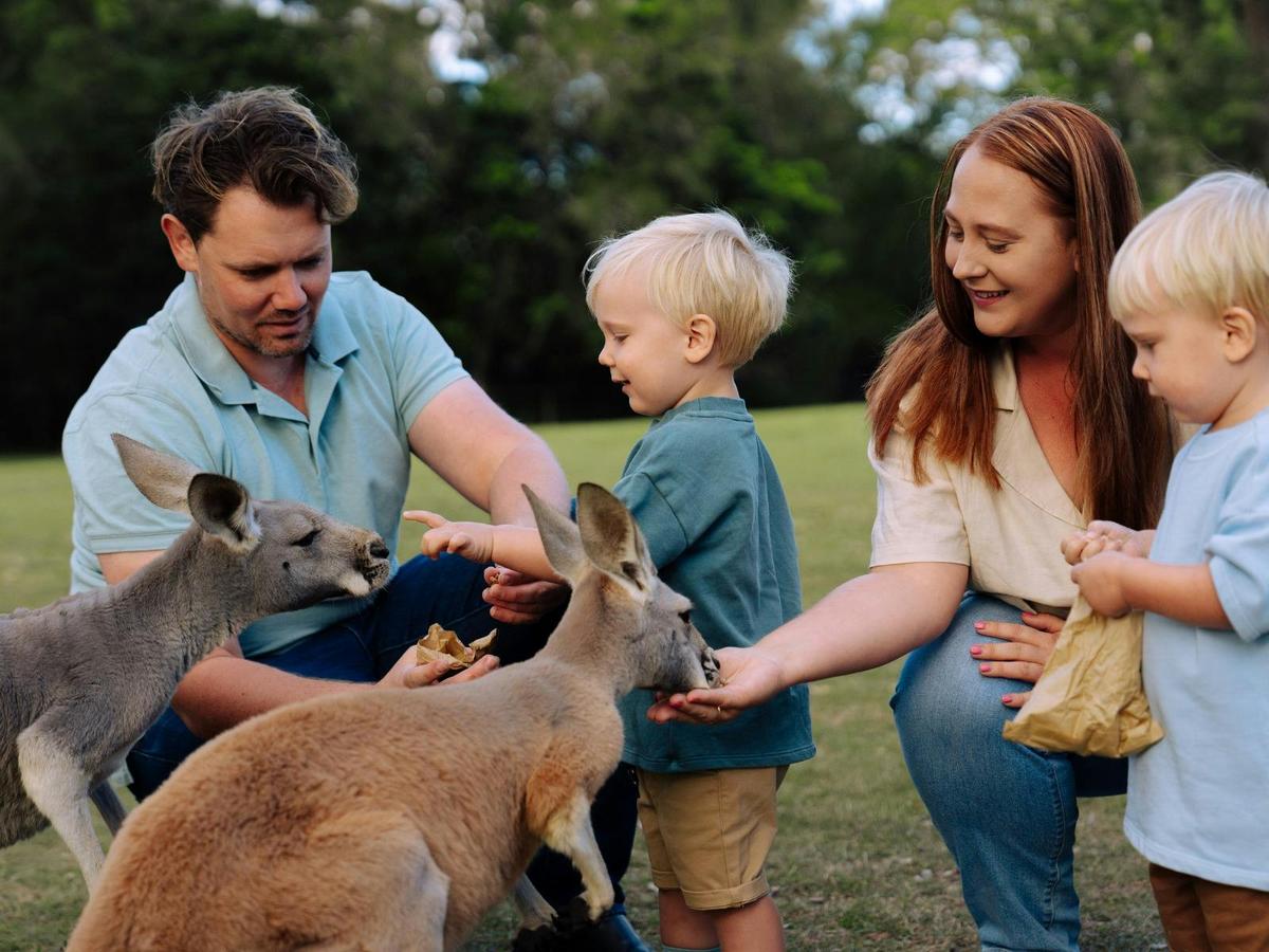 Family hand feeding kangaroos