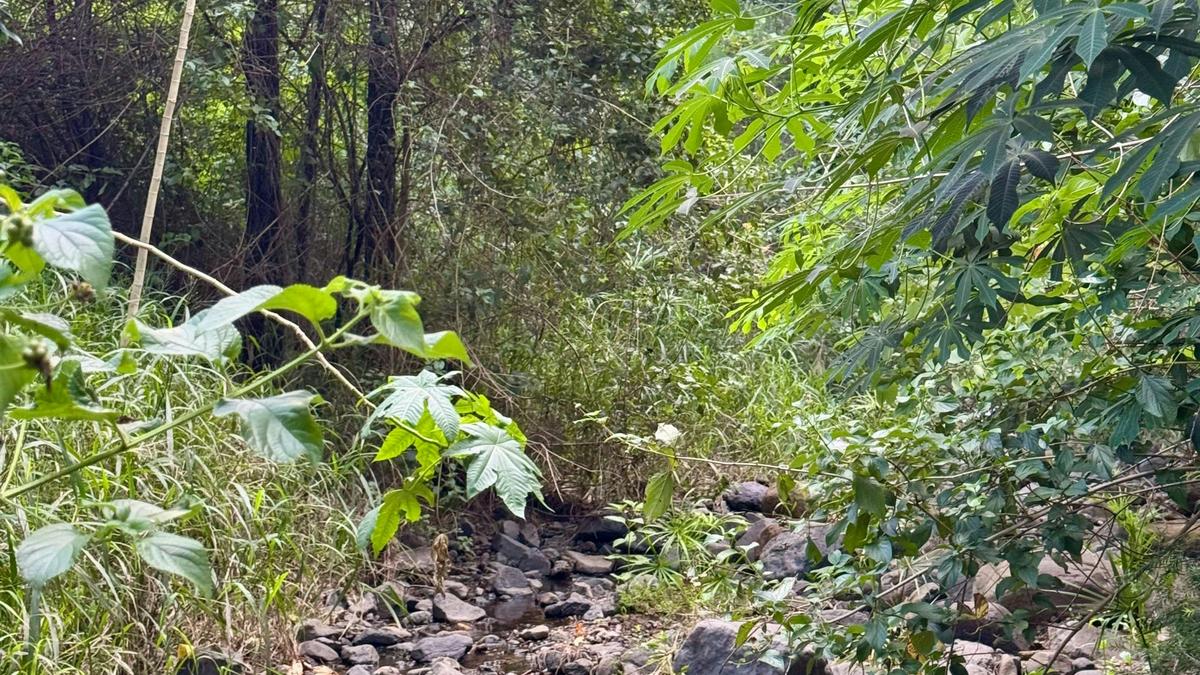 Little Oakey Acres Escape