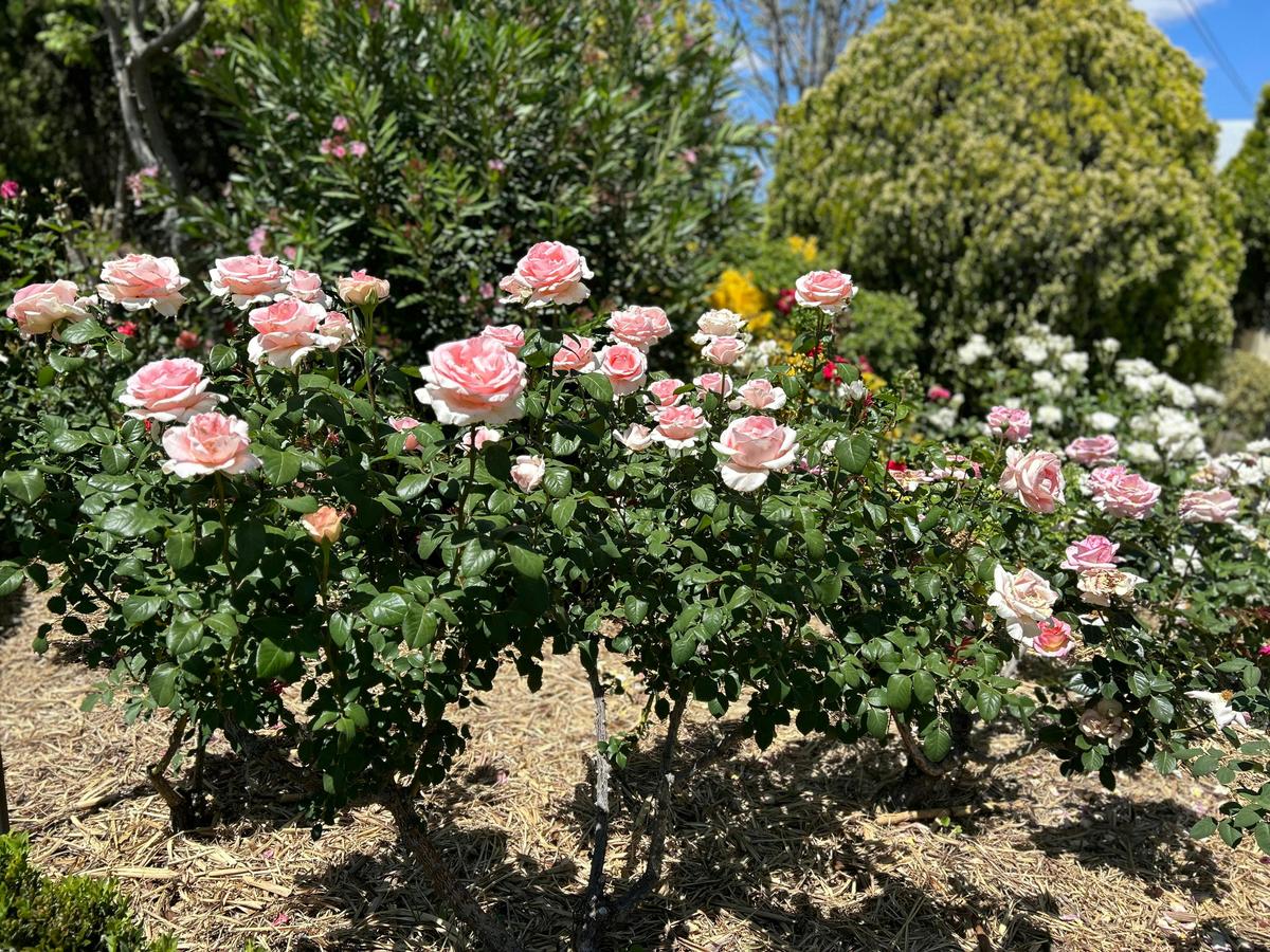 Roses