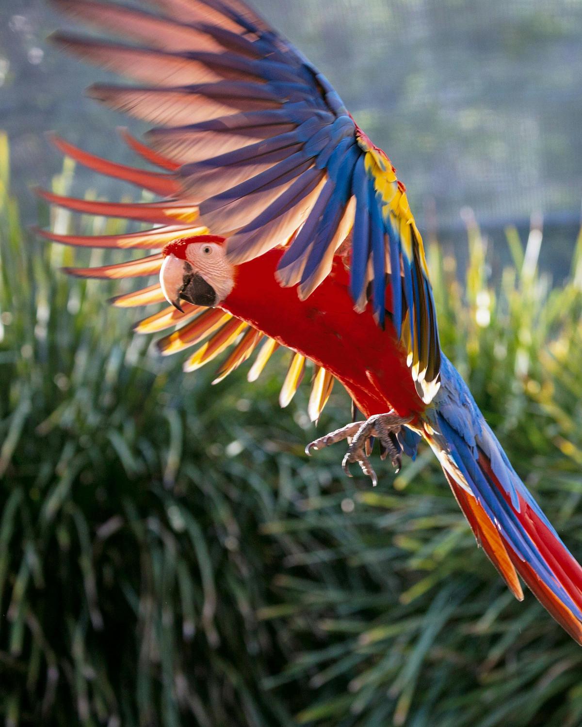 Just one of our amazing Macaws who love to land on your shoulder or arm and say hello!
