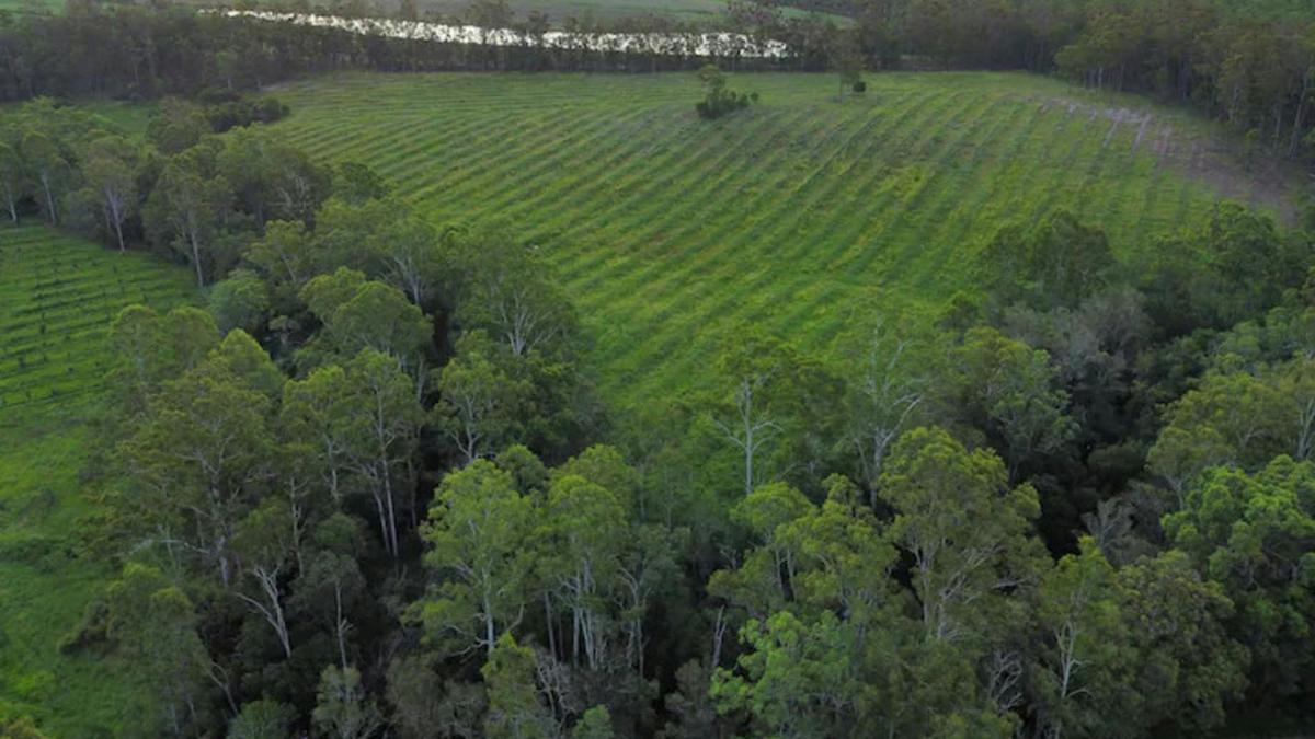 Macadamia Orchard Farm Stay